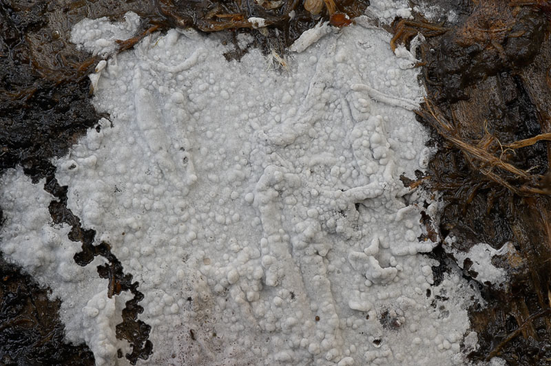 Hypochnicium albostramineum